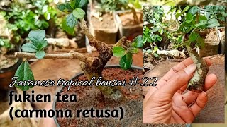 fukien tea bonsai carmona retusa 22 Javanesetropicalbonsai [upl. by Eittocs]