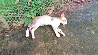 Cat Sleeping like Death  Cat garden [upl. by Anit]