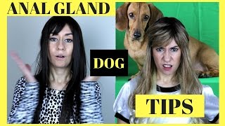 DOG ANAL GLANDS 5 natural tips [upl. by Anifesoj]