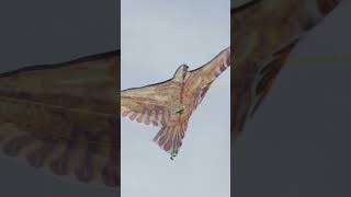 Pterosaur Evolution From Trees to the Skies pterosaurs evolution paleontology [upl. by Figge]