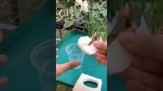 Orchid easy Propagation gardening plants flowers [upl. by Alamat813]