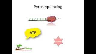 Pyrosequencing [upl. by Curren627]