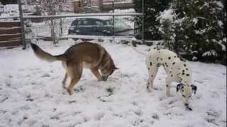 Chienloup tchécoslovaque et Dalmatien  1ère neige [upl. by Francois]