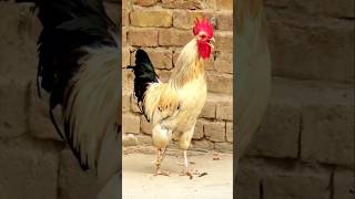 Rooster crowing sounds natural sounds effect aseelmurga murga rooster [upl. by Eneleh448]