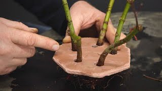 Creating clump style bonsai with Japanese maples on tiles and washers [upl. by Anitsrik924]