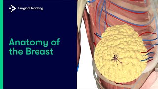 Anatomy of the Breast [upl. by Nnaeel]