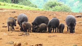 Giant forest hog Family 2 Aberdares [upl. by Whetstone183]