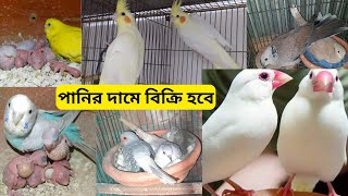 পানির দামে বিক্রি হবে।lovebird pricebudgerigarJavabirdkokatel price 1080p [upl. by Ahterahs]