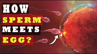 How Sperm Meets an Egg to Fertilize  How Fast Sperm Travels to the Egg SCIENCE EXPLAINED [upl. by Angelina136]