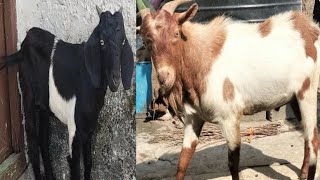 top most quality bentham mail goat 8686310882 [upl. by Gelya]