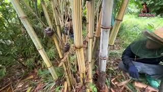 ไผ่ยักษ์ราชธานี…Dendrocalamus giganteus bicolor…ได้ฝนชุ่มฉ่ำ หน่อใหญลำใหญ่ [upl. by Drusie]