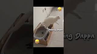 Funny Cat Mind Voice funny cat shortsfeed shorts comedy animalvideos animalmindvoice [upl. by Kalasky191]