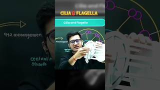 CILIA amp FLAGELLA Explained 💯 PW Biology Shorts [upl. by Magulac]