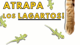 👉JUEGOS PARA GATOS  LAGARTIJAS 🦎 [upl. by Aniv630]