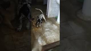 pomeranian dalmation newsong song punjabisong punjabi music doglover trending cute [upl. by Tedder748]