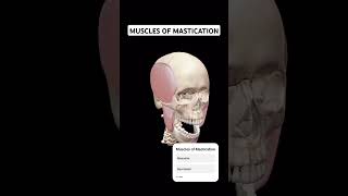 Muscles of Mastication anatomy doctor humanbody shortsfeed face skull [upl. by Nadab]