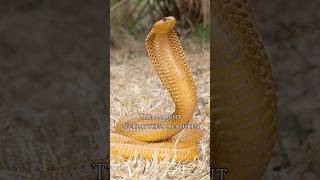 The boomslang is a highly venomous snake in the family Colubridae boomslangsnake boomslang facts [upl. by Iblehs]