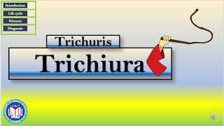 Trichuris Trichiura a whipworm nematode  Parasitology  by Imran Yaseen [upl. by Dee]