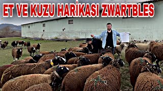 YOK BÖYLE BİR KOYUN  İNEK GİBİ ET HARİKASI KUZU MAKİNASI ZWARTBLES [upl. by Ytiak]