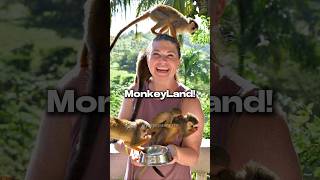 MonkeyLand 🐒 • Punta Cana DR monkey monkeys dominicanrepublic zipline ziplineadventure [upl. by Lorine]