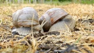 Lescargot de bourgogne Helix pomatia [upl. by Chrisy902]