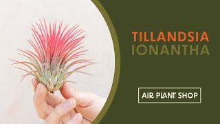 Air Plant Spotlight  Tillandsia Ionantha [upl. by Eillom]