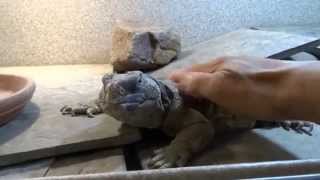 King Tut is Like a Small Dog  Egyptian Uromastyx loves to be petted [upl. by Ahdar]