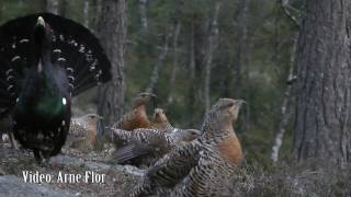 Tiurleik i Mykland i Froland våren 2011 Tiur og 23 røy Capercaillie lek [upl. by Ahsimal713]