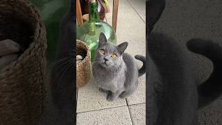 Chartreux cats are such beautiful beauties🖤🐈‍⬛❤️animals cute wildlife pets cat shorts [upl. by Leiria]