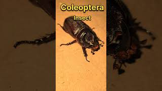 Iitna Ajib Keeda  Coleoptera [upl. by Ariaic]