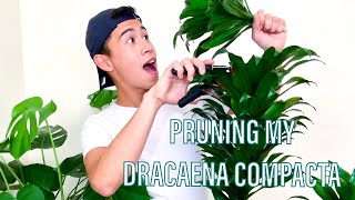 4 STEP HOW TO Prune and Propagate a Dracaena Compacta Plant Janet Craig Plant [upl. by Wailoo224]