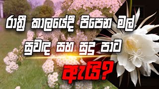 රාත්‍රී කාලයේදී පිපෙන මල් සුවඳ සහ සුදු පාට ඇයි  Nalaka S Athukorala [upl. by Acinoreb]