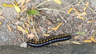 Millipede with Yellow Spots along the Road millipedes millipede millipedetoy kenno worm keeda [upl. by Georgeta336]