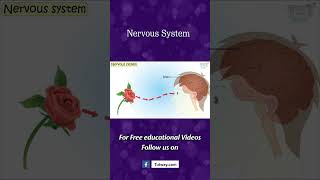 Nervous System  Human Nervous System  Brain Signals  Central Nervous System  Science shorts [upl. by Aenad]