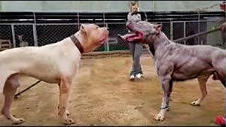 Pitbull VS Dogo Argentino  Dogo Argentino VS Pitbull Video Pelea Real [upl. by Teria]