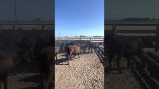 Winterlake Angus steers granite ridge blood [upl. by Kurtis]