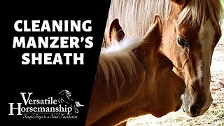 CLEANING MANZERS SHEATH has he dropped yet  Versatile Horsemanship [upl. by Enyahs901]