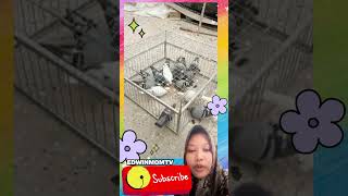 Sangkar Satu Arah Penangkap Merpati reaction dailyvlog funny bird [upl. by Gervais714]