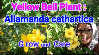 Yellow Bell PlantAllamanda cathartica growing and caring [upl. by Memberg]