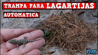 Trampa Para LAGARTIJAS Iguanas Y REPTILES Casera en Acción TUTORIAL YMX SUPERVIVENCIA [upl. by Tammie]