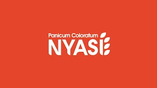 Panicum Coloratum Nyasi® Peman [upl. by Heringer570]