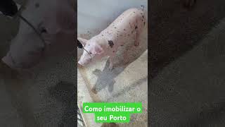 Como imobilizar o seu porco com esse laço na práticalace pig pietrain [upl. by Nea]