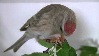 Redpoll Carduelis flammea [upl. by Anihsat]