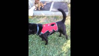 Harness Review  Ruffwear Webmaster Harness [upl. by Isidor]