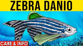 Zebra Danio  Zebra Danio Info And Care  Zebrafish For Beginners [upl. by Faunie111]