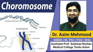 Chromosome  Chromatid  Chromatin  Hindi  Urdu [upl. by Siusan540]