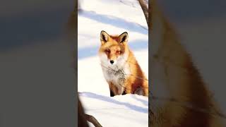 edmforever fox wolfandfox music cute wolflove animals wolfmix song wolfsong [upl. by Ronnoc50]