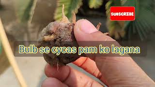 Bulb Se Cycas Palm Ugane Ka Asaan Tareeqa gardningtips garden [upl. by Kurman]