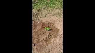 Planting Catalpa Catawba Trees From Seed How To [upl. by Vorster]