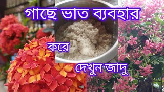 বাসি ভাত ফেলে না দিয়ে গাছে ব্যবহার করে দেখুন জাদু  Aparna gardener [upl. by Wolsniw]